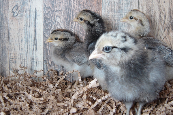 4 Pullet Chicks Week 1 - 3 Cream Legbar and 1 Easter Egger